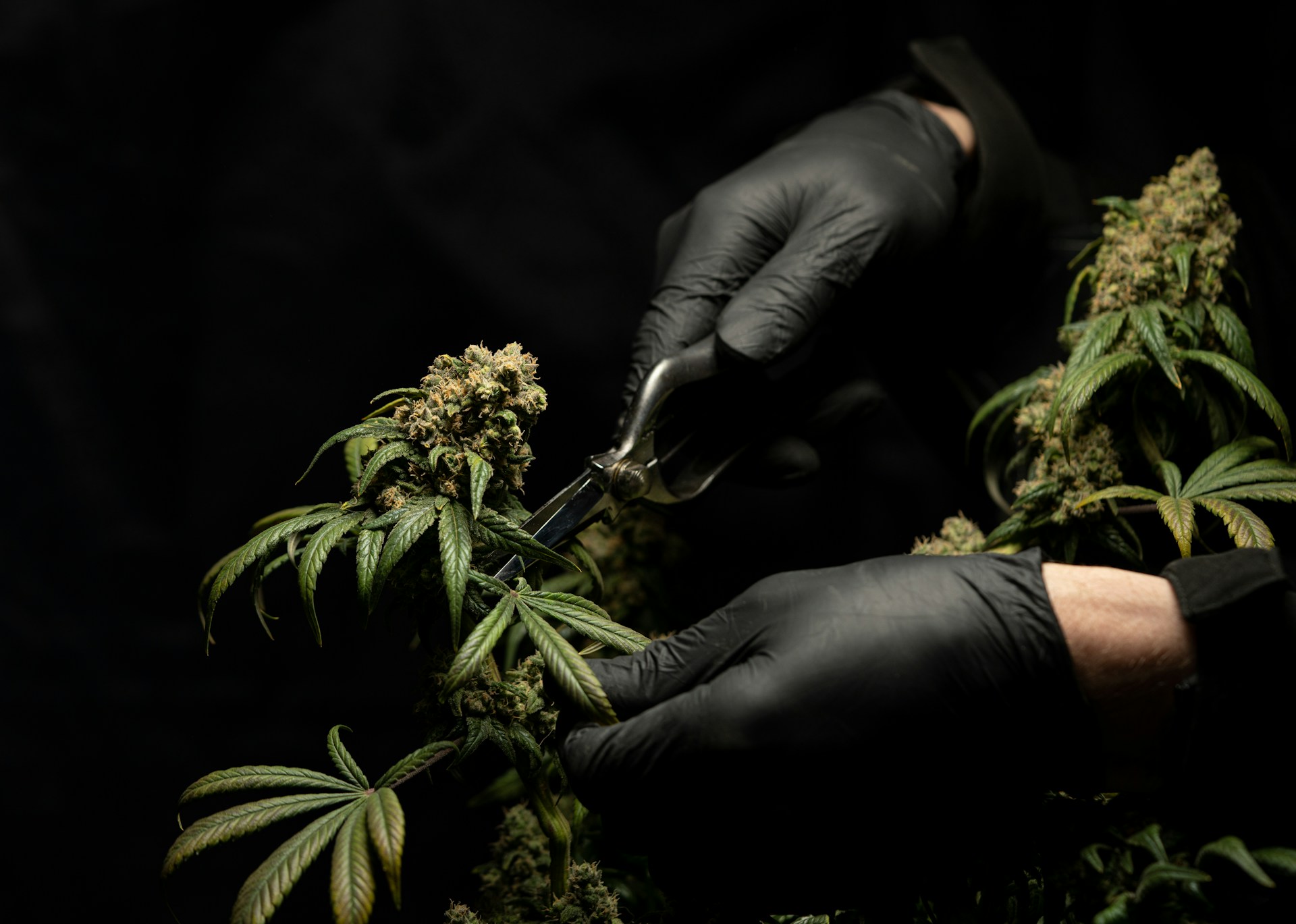 Professioneller Cannabis-Anbau – CSC GREENOS e.V.